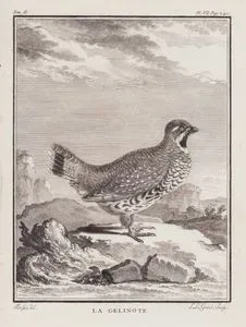 La Gelinote (Black Grouse (Female)-Tetrao Tetris) (Tom.II. Plate VII. Page 240)