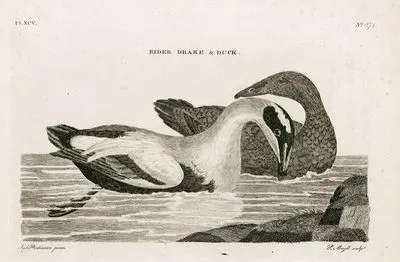 Eider Drake & Duck