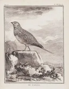 Le Ganga (Pin Tailed Sandgrouse-Pterocles Alchata) (Tom.II. Plate VIII. Page 250)