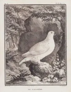 Le Lagopede (Rock Ptarmigan-Lagopus Muta) (Tom.II. Plate IX. Page 274)