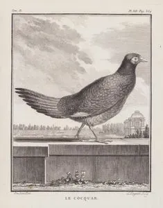 Le Cocquar (Pheasant-Phasianus Colchicus Hybridus) (Tom.II. Plate XII. Page 354)