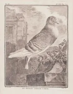 Le Pigeon Grosse Gorge (Pouter Pigeon) (Tom.II. Plate XVII. Page 522)