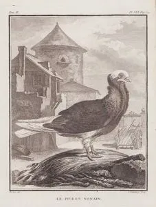 Le Pigeon Nonain (Nonain (Jacobin) Pigeon-Columba Cucullata Jacobina) (Tom.II. Plate XIX. Page 522)