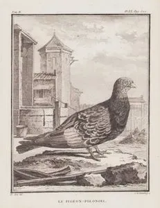 Le Pigeon-Polonois (Polish Wattle Pigeon) (Tom.II. Plate XX. Page 522)