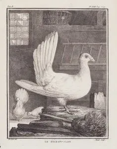 Le Pigeon-Paon (Peacock Pigeon, Fantail Pigeon) (Tom.II. Plate XXII. Page 522)