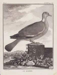 Le Ramier (Common Wood Pigeon-Columba Palumbus) (Tom.II. Plate XXIV. Page 536)
