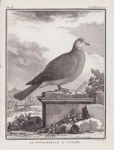 La Tourterelle A Collier (Red-eyed Dove-Streptopelia Semitorquata) (Tom.II. Plate XXVI. Page 550)
