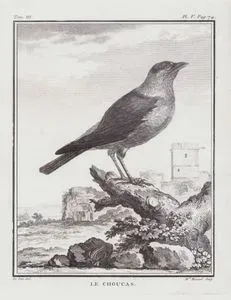 Le Choucas (Western Jackdaw-Eurasian Jackdaw-Corvus Monedula) (Tom.III. Plate V. Page 74)