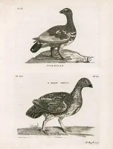 Ptarmigan-F.Wood Grous