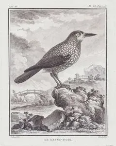 Le Casse-Noix (Northern Nutcracker-Spotted Nutcracker-Nucifraga Caryocatactes) (Tom.III. Plate IX. Page 126)