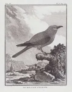 Le Rollier D'Europe (European Roller-Coracias Garrulus) (Tom.III. Plate X. Page 142)