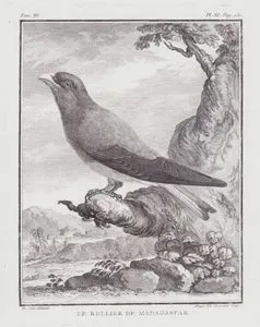 Le Rollier De Madagascar (African Broad Billed Roller-Eurystomus Glaucurus) (Tom.III. Plate XI. Page 150)