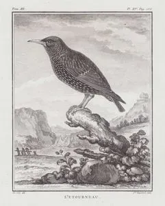 L'Etourneau (Common Starling-Sturnus Vulgaris) (Tom.III. Plate XV. Page 186)