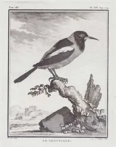 Le Troupiale (Venezuelan Troupial-Icterus icterus) (Tom.III. Plate XVI. Page 204)