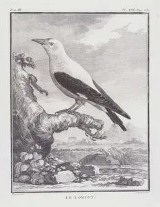 Le Loriot (Eurasian Golden Oriole-Oriolus Oriolus) (Tom.III. Plate XVII. Page 260)