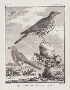La Draine (Fig.1)-La Litorne (Fig.2) (The Mistle Thrush-Turdus Viscivorus (Fig.1))-(The Fieldfare-Turdus Pilaris, (Fig. 2)) (Tom.III. Plate XIX. Page 304)