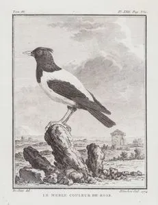 Le Merle Couleur De Rose (Rosy Starling-Pastor Roseus) (Tom.III. Plate XXII. Page 350)