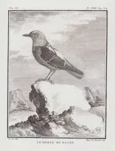 Le Merle De Roche (Common Rock Thrush-Monticola Saxatilis) (Tom.III. Plate XXIII. Page 354)