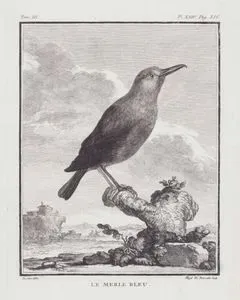 Le Merle Bleu (Blue Rock Thrush-Monticola Solitarius) (Tom.III. Plate XXIV. Page 356)