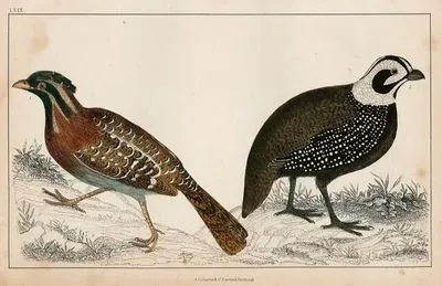 Long Tailed Quail And Montezuma's Quail