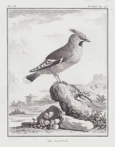 Le Jaseur (Cedar Waxwing-Bombycilla Cedrorum) (Tom.III. Plate XXVI. Page 440)