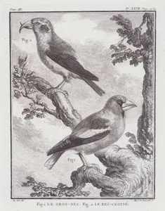 Le Gros-Bec (Fig.1)-Le Bec-Croise (Fig.2) (Hawfinch-Coccothraustes Coccothraustes) (Fig.1)-Red Crossbill-Loxia Curvirostra) (Fig.2) (Tom.III. Plate XXVII. Page 454)