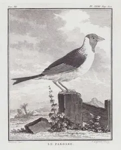 Le Paroare (Red-capped Cardinal-Paroaria Gularis) (Tom.III. Plate XXXI. Page 502)