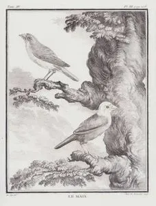 Le Maia (Finch Species) (Tom.IV. Plate III. Page 106)