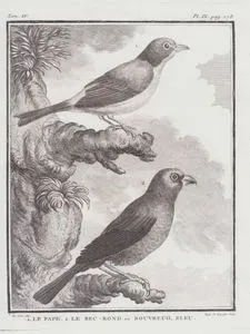 1.Le Pape 2.Le Bec-Rond ou Bouvreuil Bleu (1.Bullfinch-Pyrrhula Pyrrhula 2.Indigo Bunting-Passerina Cyanea)  (Tom.IV. Plate IX. Page 178)