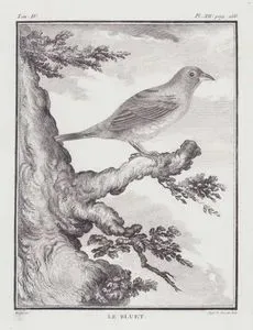 Le Bluet (Blue-gray Tanager-Thraupis Episcopus) (Tom.IV. Plate XII. Page 266)