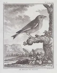 Le Bruant De France (The Corn Bunting-Emberiza Calandra) (Tom.IV. Plate XV. Page 344)