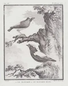 1.Le Manakin 2.Le Manakin Hupe (1.Manakin 2.Headed Manakin) (Tom.IV. Plate XIX. Page 412)