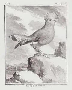Le Coq De Roche (Guianan Cock Of The Rock-Rupicola Rupicola) (Tom.IV. Plate XX. Page 436)