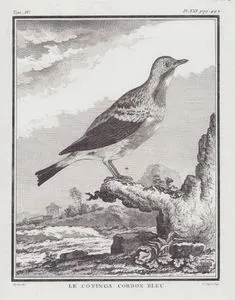 Le Cotinga Cordon Bleu (The Blue Cotinga-Cotinga Nattererii) (Tom.IV. Plate XXI. Page 442)
