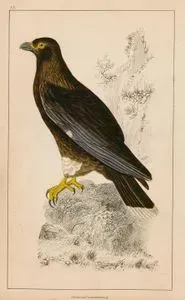 New Zealand Falcon