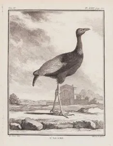 L'Agami (Grey Winged Trumpeter-Psophia Crepitans) (Tom.IV. Plate XXIII. Page 500)