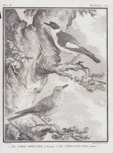 1.Le Gobe Mouche de Lorraine 2.Le Gobe Mouche Commun (1.Collared Flycatcher-Ficedula albicollis 2.Spotted Flycatcher-Muscicapa Striata) (Tom.IV. Plate XXV. Page 506)