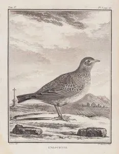 L'Alouette (Eurasian Skylark-Alauda Arvensis) (Tom.V. Plate I. Page 20)