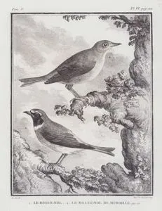 1.Le Rossignol 2.Le Rossignol De Muraille (1.Common Nightingale, Rufous Nightingale-Luscinia Megarhynchos 2.Black Redstart-Phoenicurus Ochruros) (Tom.V. Plate VI. Page 112)