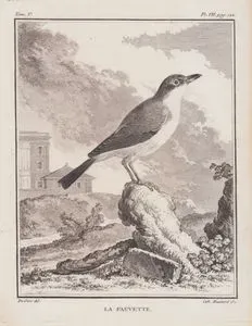La Fauvette (Garden Warbler-Sylvia Borin) (Tom.V. Plate VII. Page 122)