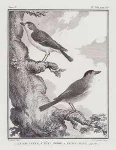 1.La Fauvette A Tete Noire 2.Le Bec Figue (1.Eurasian Blackcap-Sylvia Atricapilla 2.Principe White Eye-Zosterops Ficedulinus) (Tom.V. Plate VIII. Page 130)