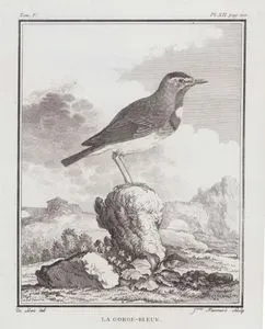La Gorge Bleue ( Bluethroat-Luscinia Svecica)(Tom.V. Plate XII. Page 210)
