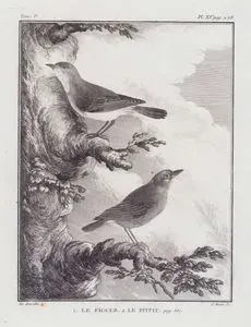 1.Le Figuer 2.Le Pitpit (1.Common Iora-Aegithina Tiphia 2.Pipit Bird) (Tom.V. Plate XV. Page 278)