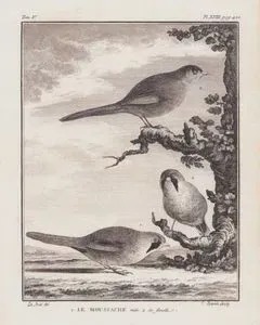 1.Le Moustache (Male) 2.Sa Femelle (1.Bearded Reedling (Male) (Panurus Biarmicus) 2.Bearded Reedling (Female) (Panurus Biarmicus) (Tom.V. Plate XVIII. Page 422)