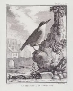 La Sittelle ou Le Torche Pot (Eurasian Nuthatch or Wood Nuthatch-Sitta Europaea) (Tom.V. Plate XX. Page 468)