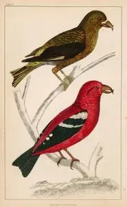 American Crossbill And White-Winged Crossbill