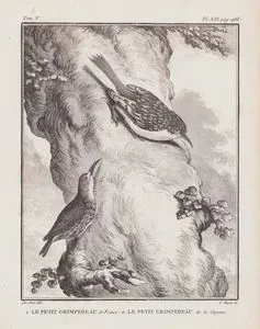 1.Le Petit Grimpereau De France 2.Le Petit Grimpereau De La Guyane (1.Eurasian Treecreeper or Common Treecreeper-Certhia Familiaris 2.Treecreeper from Guyana) 
(Tom.V. Plate XXI. Page 486)