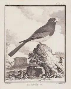 La Couroucou (Blue-crowned Trogon-Trogon Curucui) (Tom.VI. Plate XIV. Page 296)