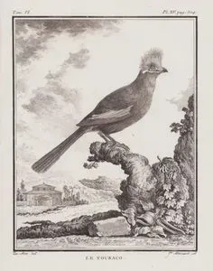La Touraco (Turaco Bird) (Tom.VI. Plate XV. Page 304)