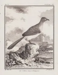 Le Coua, Coucou de Madagascar (Giant Coua-Coua Gigas) (Tom.VI. Plate XVI. Page 366)